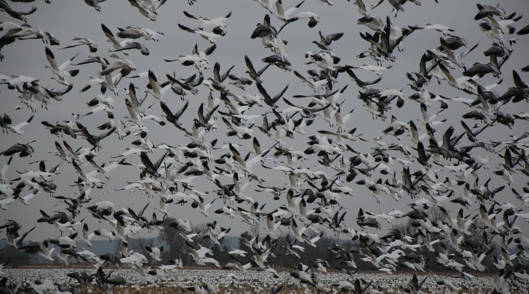 Guided Snow Goose Hunts - Mound City, Missouri - 855-473-2875